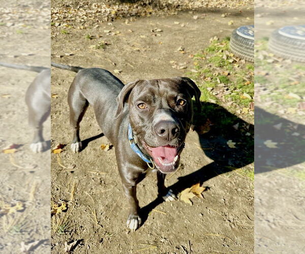 Medium Photo #19 American Pit Bull Terrier-American Staffordshire Terrier Mix Puppy For Sale in Brewster, NY, USA