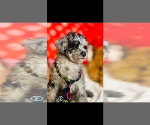 Poodle (Toy) Dog for Adoption in FORT LAUDERDALE, Florida USA