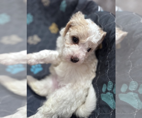 Medium Photo #2 Poodle (Miniature)-Unknown Mix Puppy For Sale in CEDARTOWN, GA, USA
