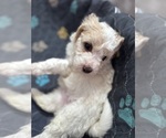 Small #1 Poodle (Miniature) Mix