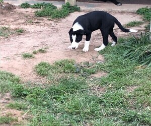 Border Collie Puppy for Sale in WILLS POINT, Texas USA