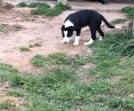 Small Photo #1 Border Collie Puppy For Sale in WILLS POINT, TX, USA