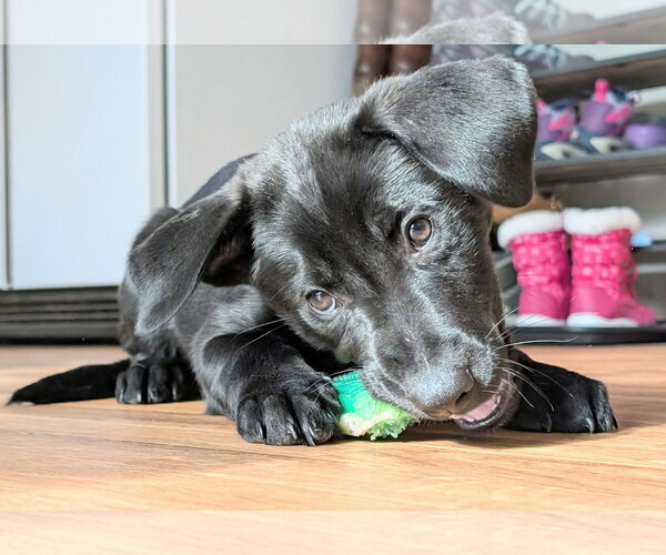 Medium Photo #5 Labrador Retriever-Unknown Mix Puppy For Sale in SHERBURNE, NY, USA