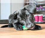 Small #4 Labrador Retriever Mix