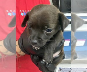 Norfolk Terrier-Unknown Mix Dogs for adoption in San Bernardino, CA, USA