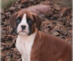 Small #9 Boxer