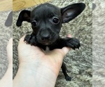 Small #1 Rat Terrier