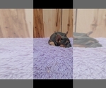 Small Photo #4 French Bulldog Puppy For Sale in BREMEN, IN, USA