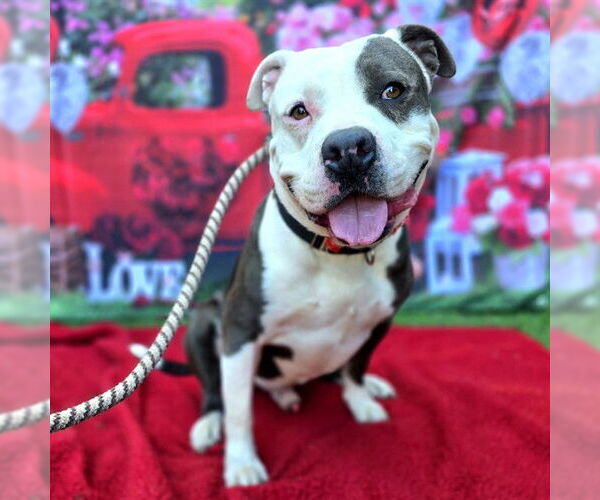 Medium Photo #4 Mutt Puppy For Sale in Long Beach, CA, USA