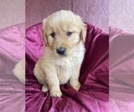 Small Photo #9 Golden Retriever Puppy For Sale in WESTMINSTER, SC, USA