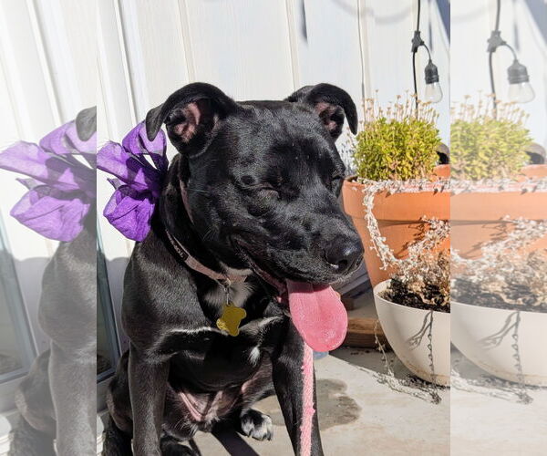 Medium Photo #6 Mutt Puppy For Sale in Sandy, UT, USA