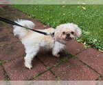 Meekos - Male Shiba Inu Dog for Adoption - Small photo