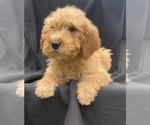 Puppy Teddy Goldendoodle