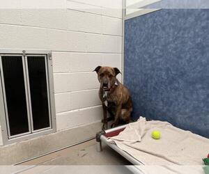 American Pit Bull Terrier Dogs for adoption in Fort Collins, CO, USA