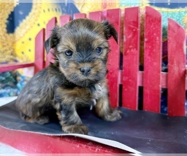 Medium Photo #13 Morkie Puppy For Sale in CASSVILLE, MO, USA