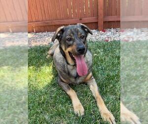 German Shepherd Dog Dogs for adoption in Brighton, CO, USA