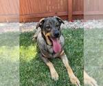 Small German Shepherd Dog