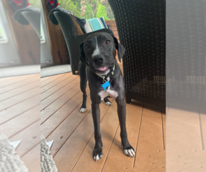 Labrador Retriever-Unknown Mix Dogs for adoption in Plainfield, IL, USA