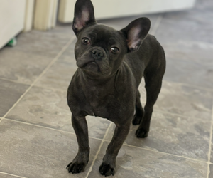 French Bulldog Puppy for sale in LOUISVILLE, KY, USA