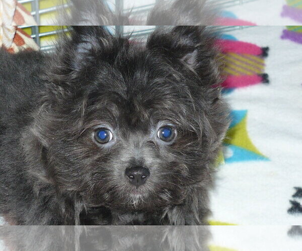 Medium Photo #3 Yoranian Puppy For Sale in ORO VALLEY, AZ, USA