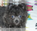 Small Photo #3 Yoranian Puppy For Sale in ORO VALLEY, AZ, USA