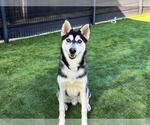 Small Siberian Husky