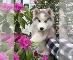 Small Photo #18 Pomsky Puppy For Sale in VENUS, PA, USA