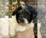 Puppy Daisy Schnauzer (Miniature)