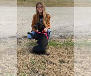 Roux B - Female American Pit Bull Terrier-Unknown Mix Dog for Adoption - Photo #24