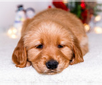 Small #2 Golden Retriever