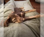 Small #1 German Shepherd Dog Mix
