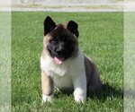 Small Photo #1 Akita Puppy For Sale in DRUMORE, PA, USA
