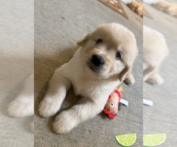 Medium Photo #51 Golden Retriever Puppy For Sale in EXTON, PA, USA