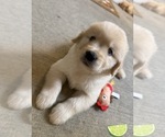 Puppy Mr Lime Golden Retriever