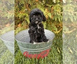 Small #3 Cavapoo