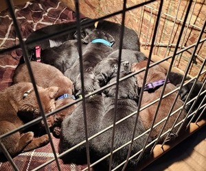Labrador Retriever Litter for sale in Gagetown, MI, USA