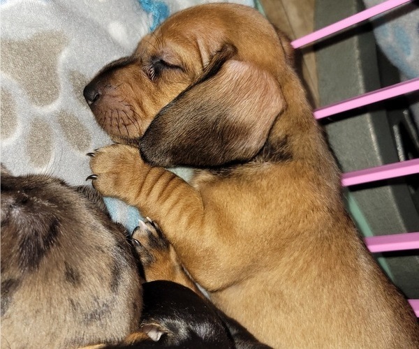 Medium Photo #4 Dachshund Puppy For Sale in WALLACE, CA, USA