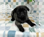 Small #2 Pug