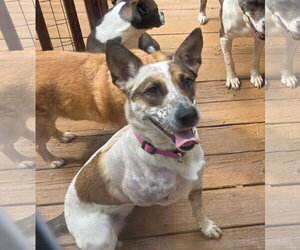 Mutt Dogs for adoption in Thomasville, NC, USA