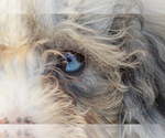 Small #1 Poodle (Miniature)
