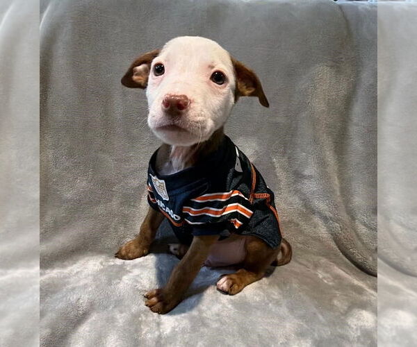 Medium Photo #5 Mutt Puppy For Sale in Plainfield, IL, USA