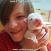 Small Photo #168 Dogo Argentino Puppy For Sale in JANE, MO, USA
