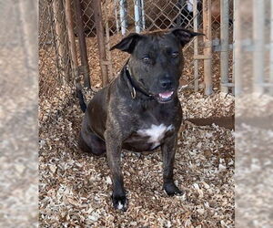 American Staffordshire Terrier-Unknown Mix Dogs for adoption in Huntsville, AL, USA