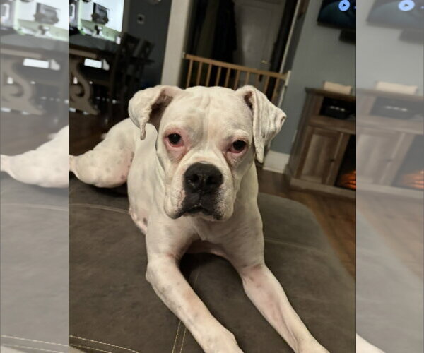 Medium Photo #4 Boxer Puppy For Sale in Stanwood, WA, USA