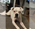 Small #3 Boxer