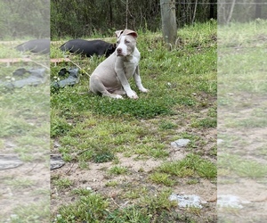 American Bully Puppy for sale in MENDENHALL, MS, USA