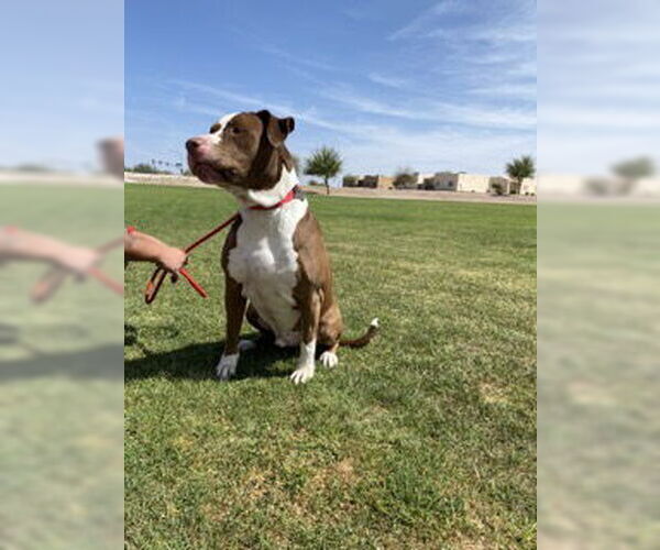 Medium Photo #5 Bull-Boxer Puppy For Sale in Chandler, AZ, USA