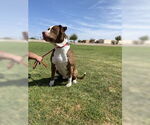 Small #4 Bull-Boxer