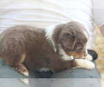 Small Photo #3 Miniature Australian Shepherd Puppy For Sale in LEXINGTON, AL, USA