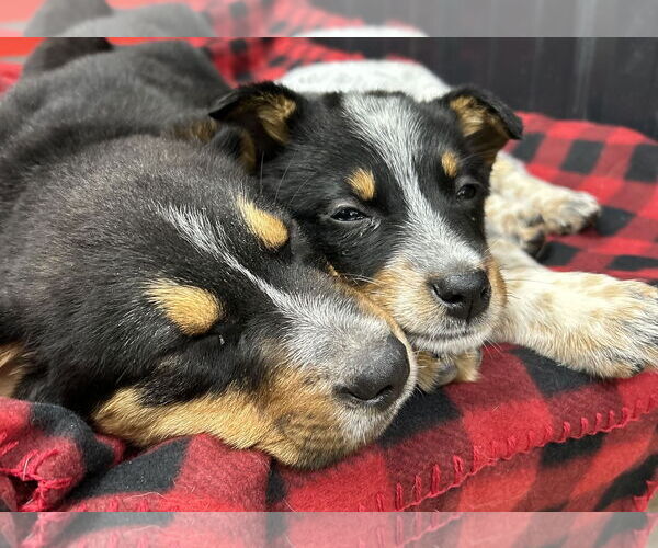 Medium Photo #10 Mutt Puppy For Sale in Highland, IL, USA